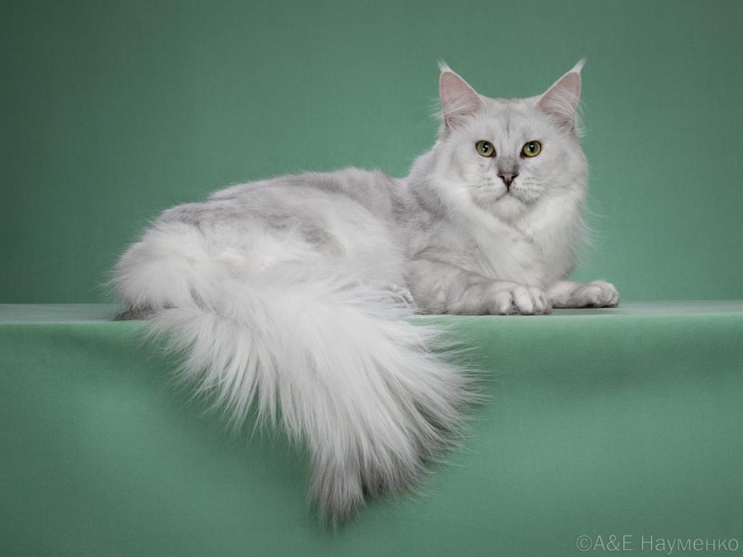 ULYSSE DE LA FAMILLE FELIN